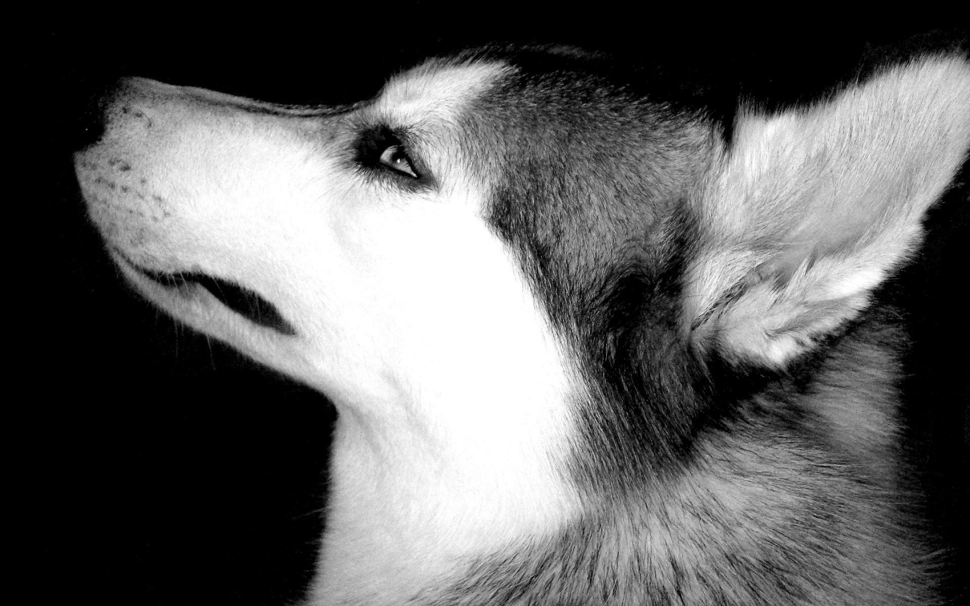 Wolves Image Wolf HD Wallpaper And Background Photos