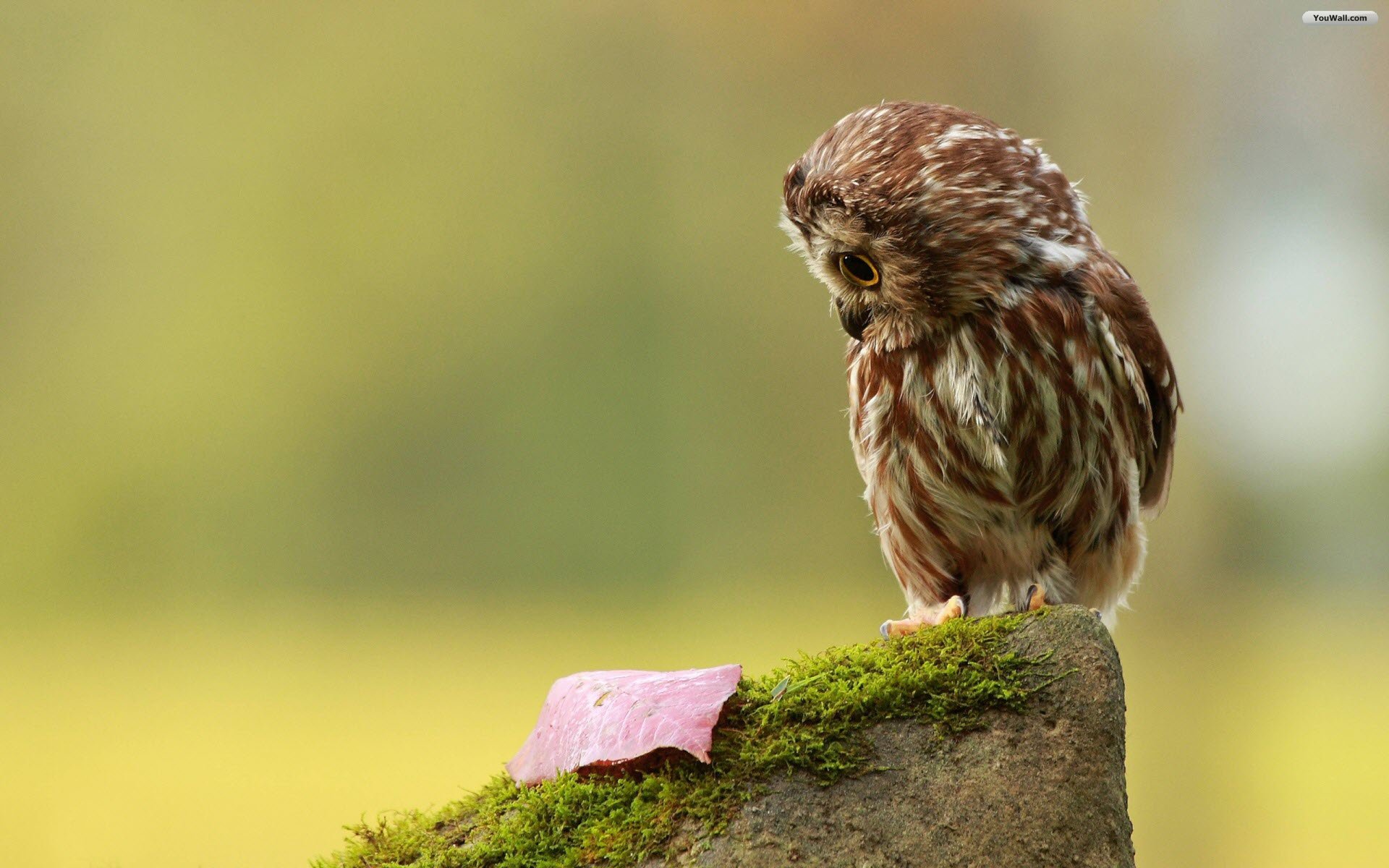 Owl Wallpaper Photo Desktop