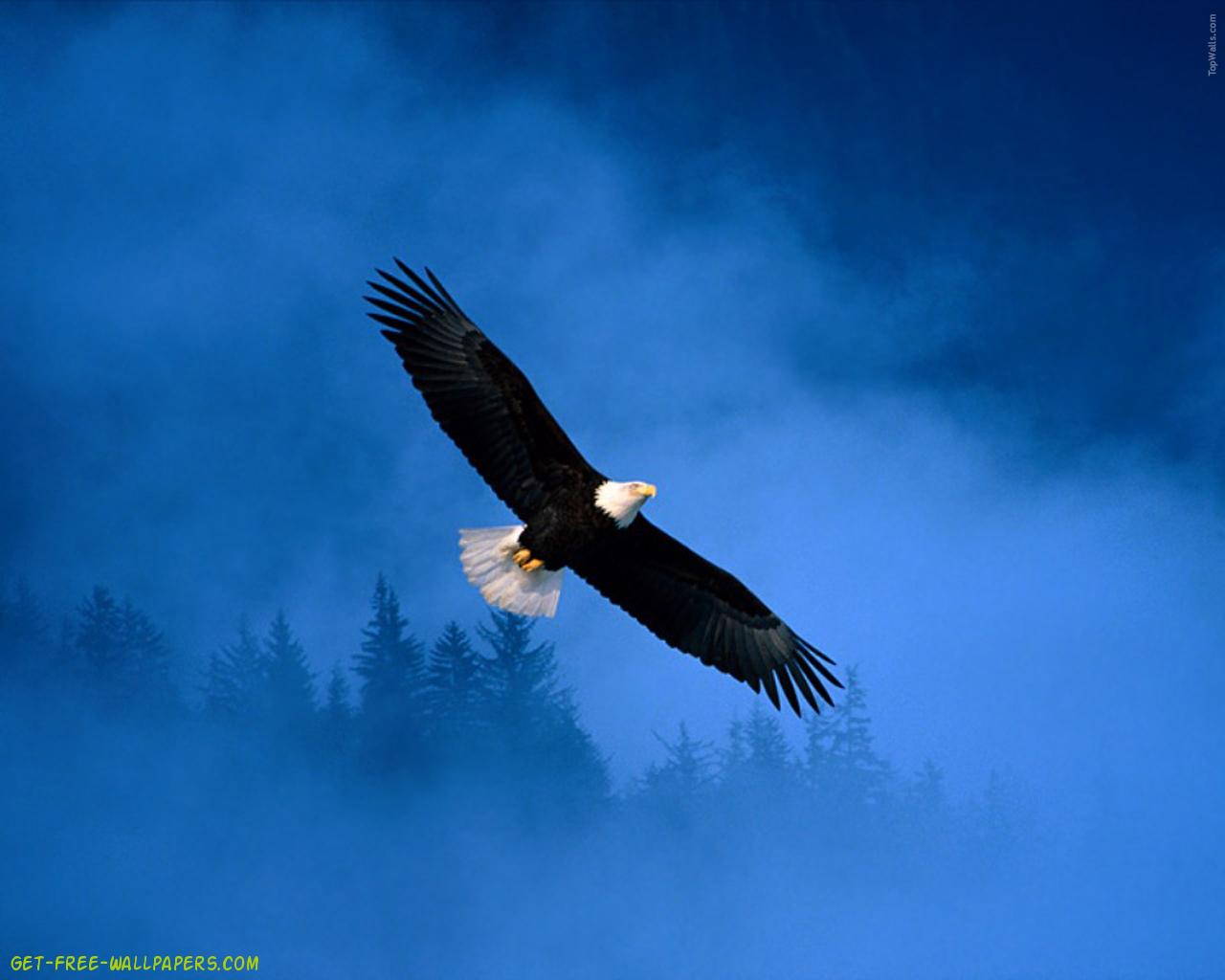Eagle And Flag Wallpapers For
