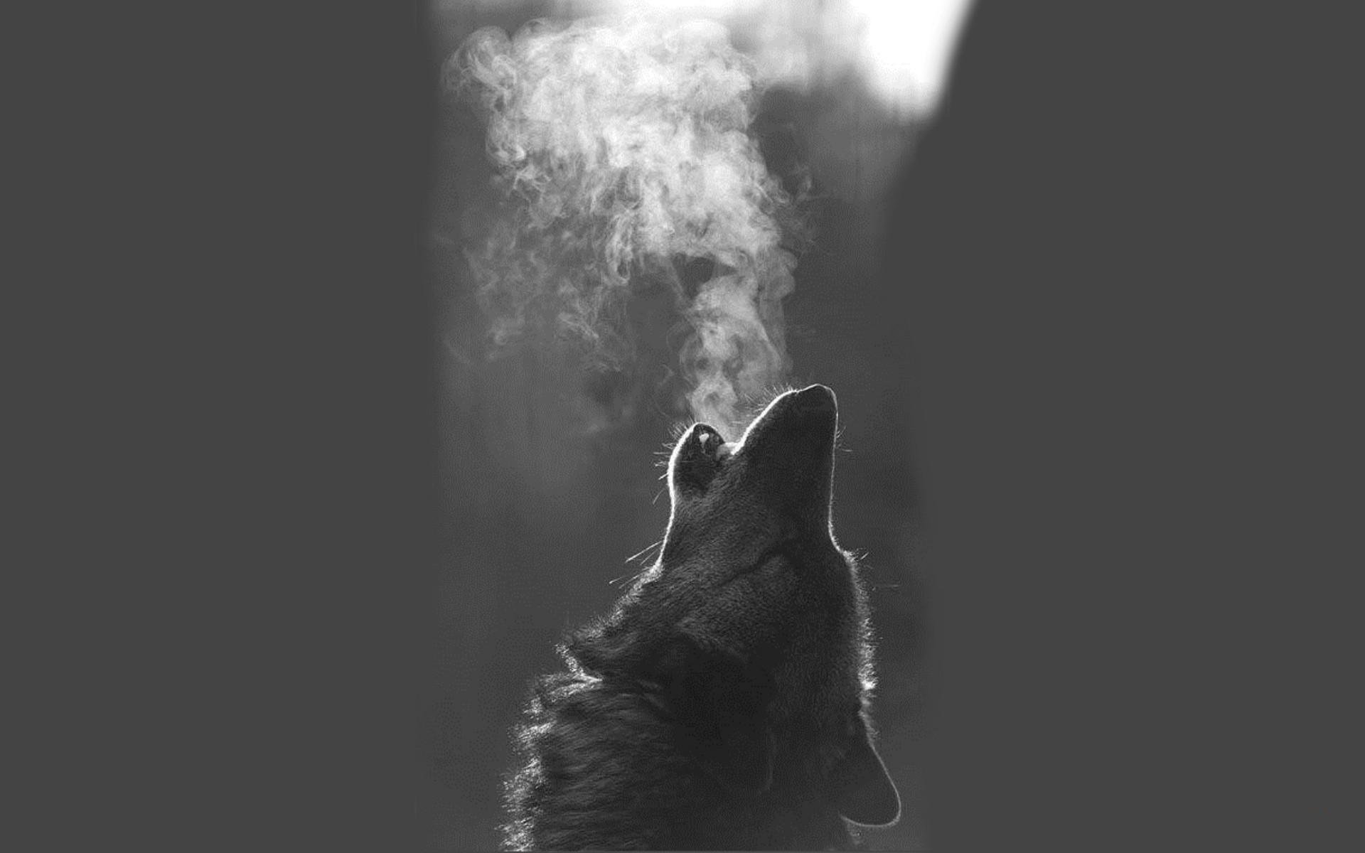 Wolf Animal Breath Wallpaper