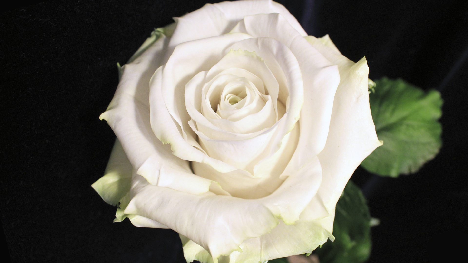 Beautiful white rose on a black background wallpapers and images