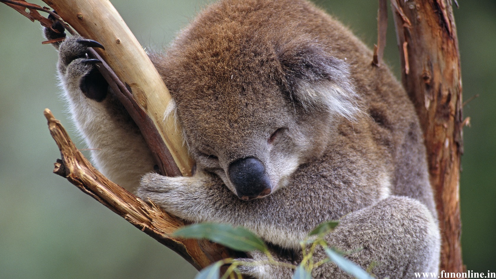Premium Vector | Seamless pattern with koalas. cute australian bears and  tropical leaves. cartoon baby koala design. vector nature background for  kids. illustration koala australia wallpaper, leaf and animal wrapping