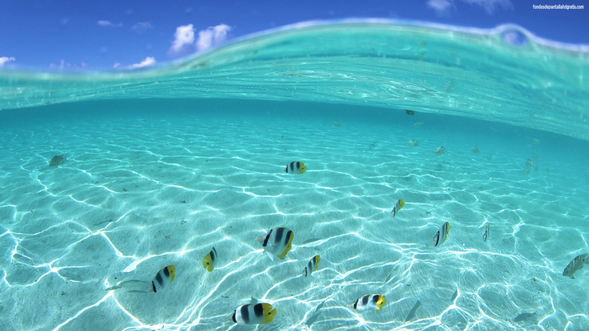 Descargar Imagen Hawaii Underwater Fish Wallpaper Aquamarine Sky Sea
