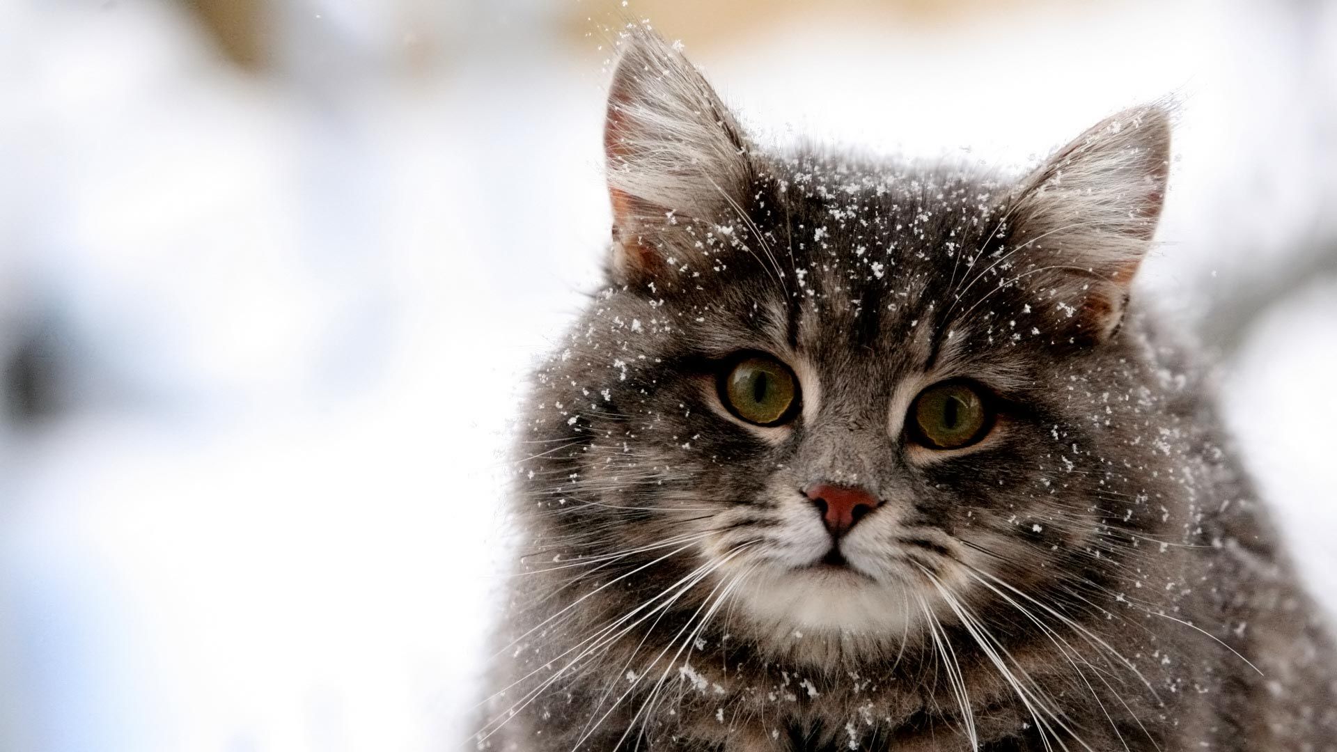 HD Tapete On Felines Wild Cats American Bobtail Cat