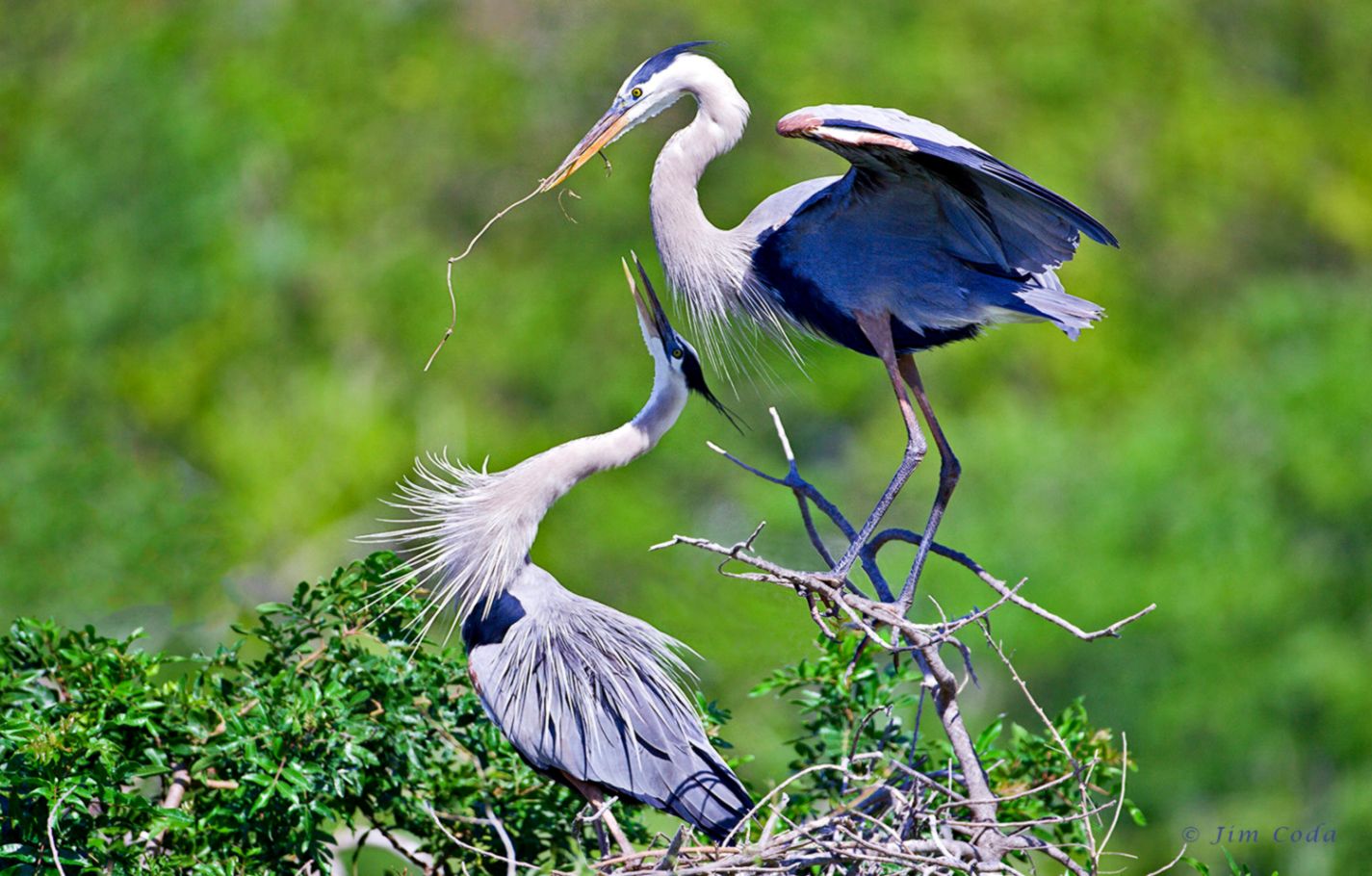 Blue Heron Images  Free Photos PNG Stickers Wallpapers  Backgrounds   rawpixel
