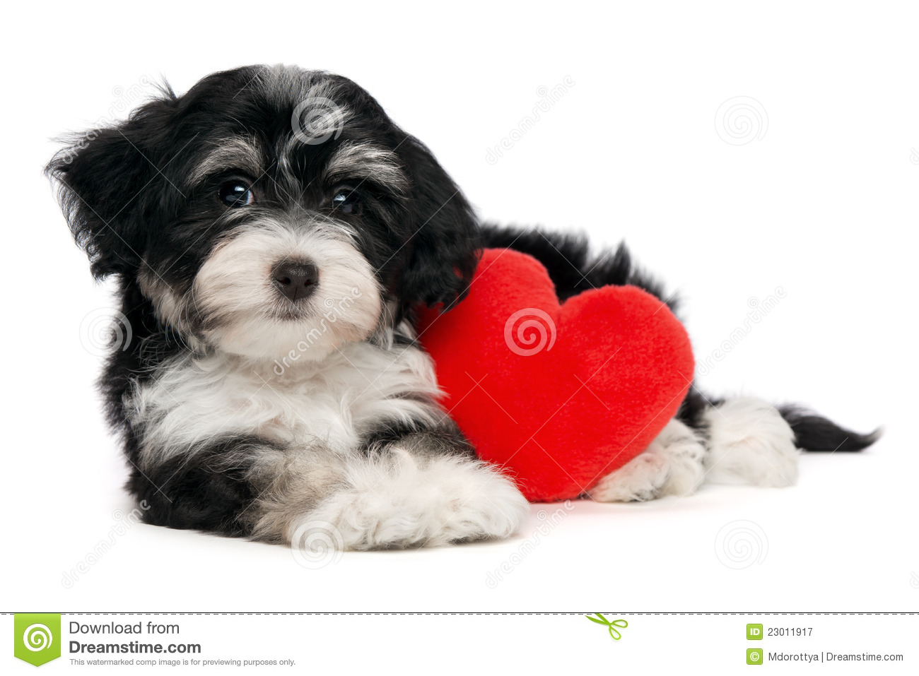 Cute Lover Valentine Havanese Puppy Dog With Red Heart Isolated