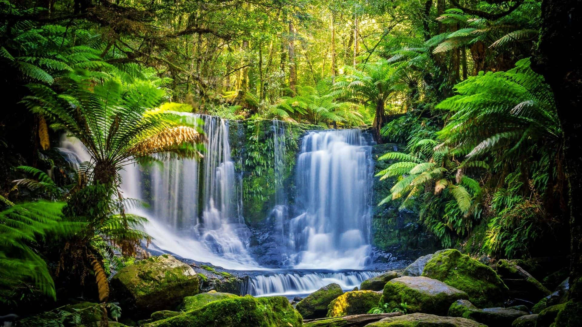 Jungle Wallpaper