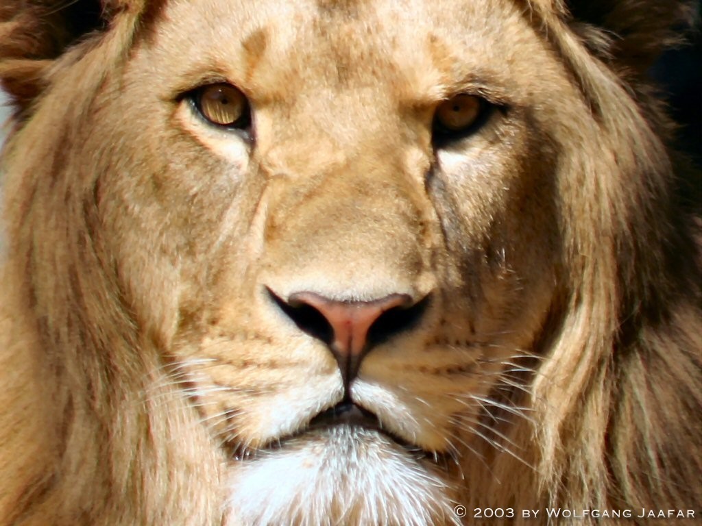 Lions Image Wallpaper Photos