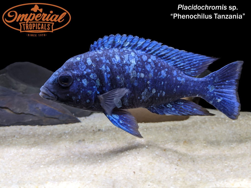 Star Sapphire Placidochromis sp Phenochilus Tanzania Imperial