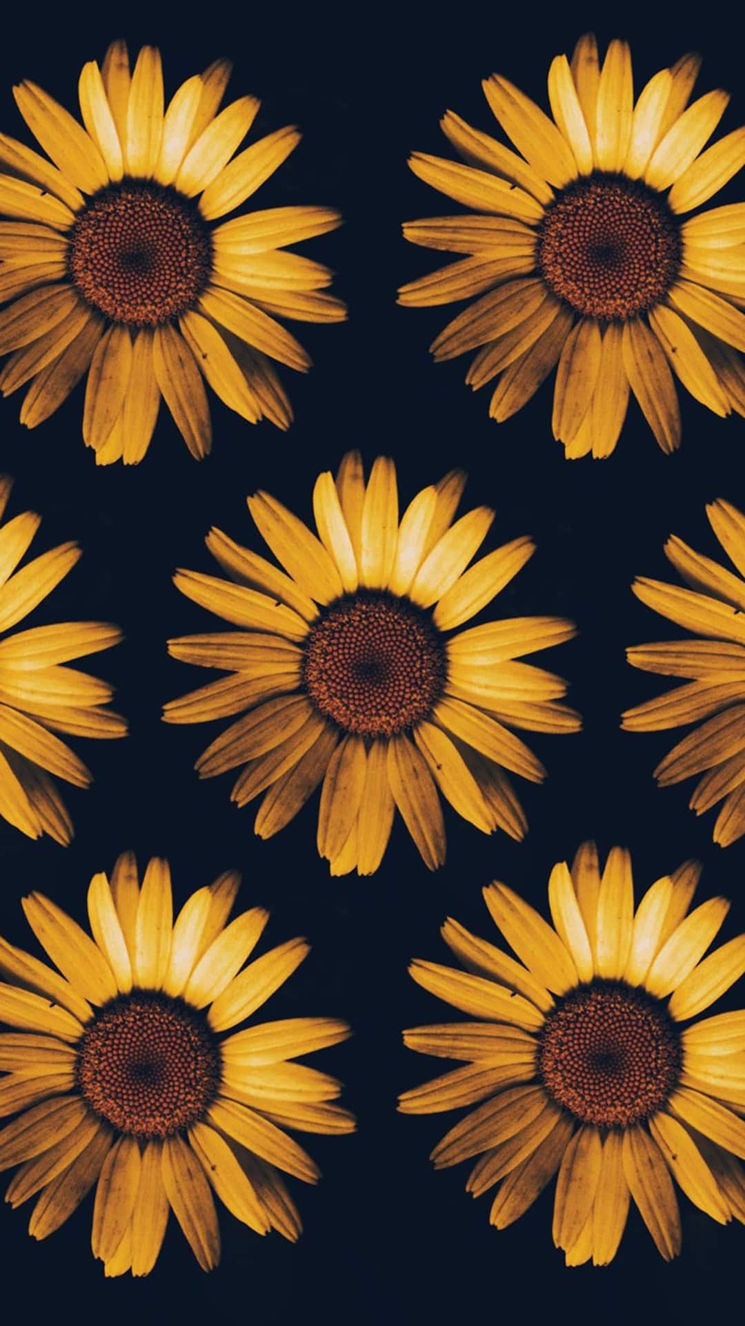 iPhone Aesthetic Sunflower Wallpaper