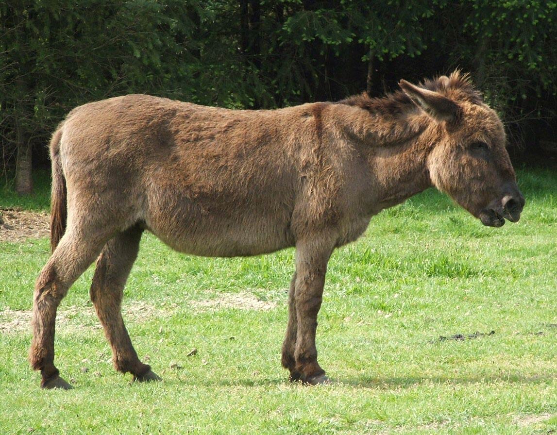 Donkey Wallpaper