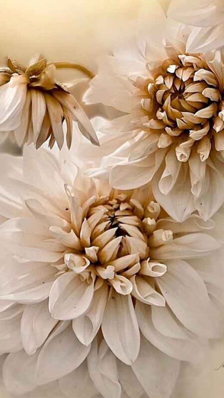 Aesthetic Flower iPhone Wallpaper Ideas For Lovers Of Floral