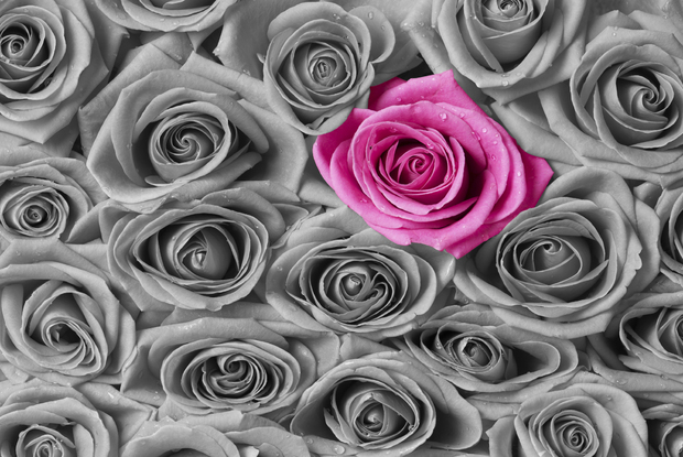 Roses Pink And Grey S Print Art Photowall
