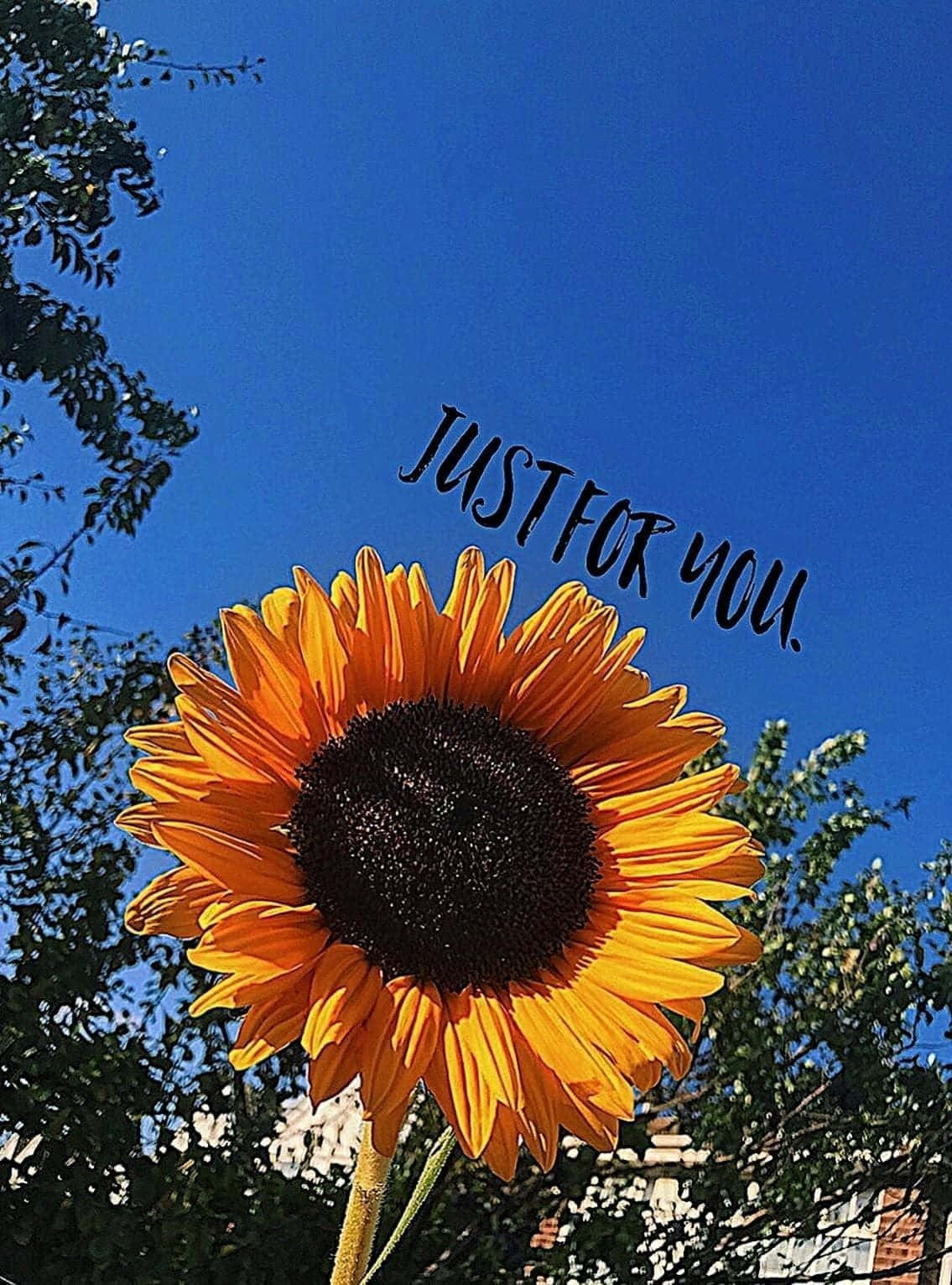 Sunflower Aesthetic iPhone Wallpaper