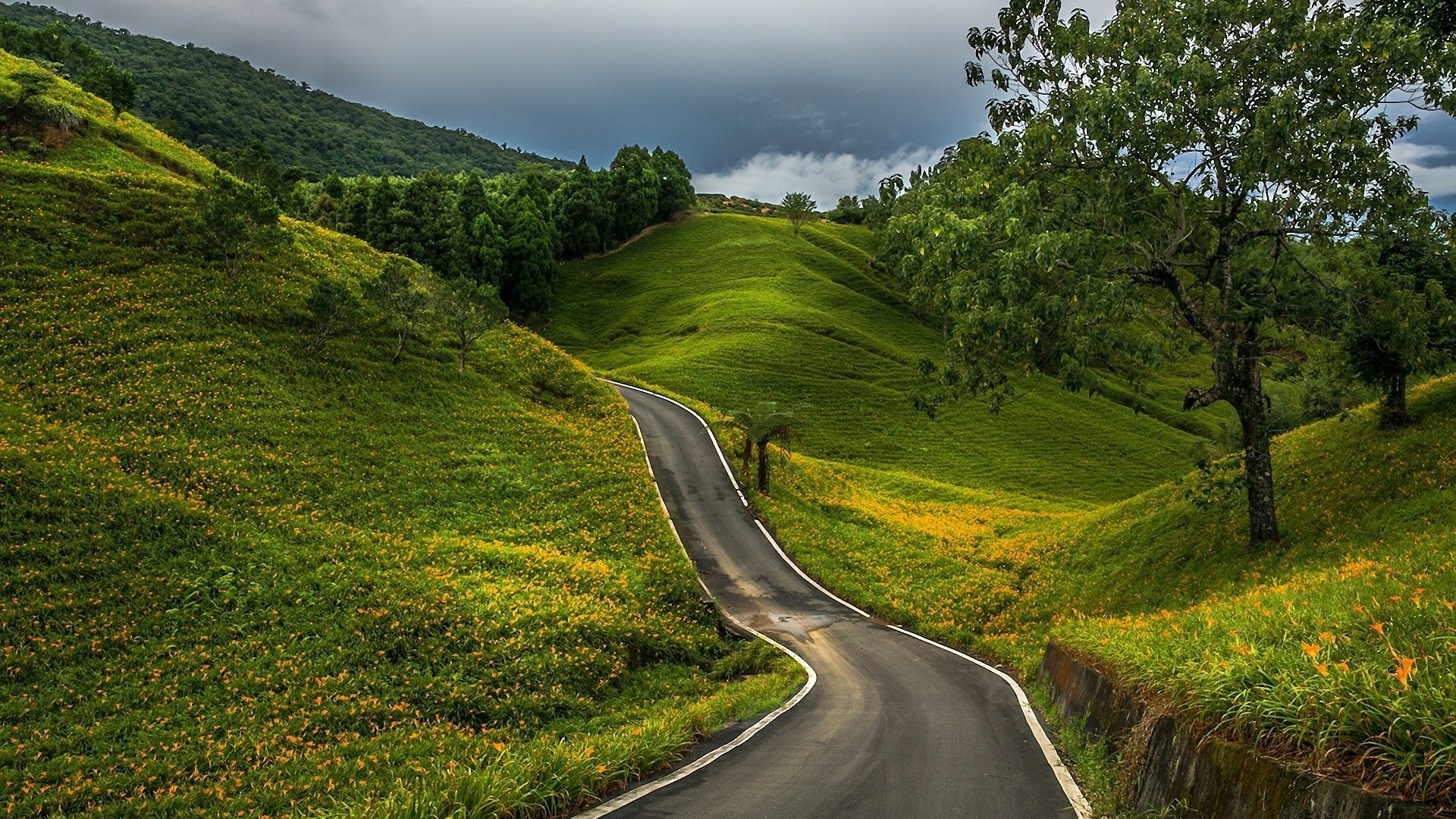 Tree Green Country Man Made Road HD Wallpaper