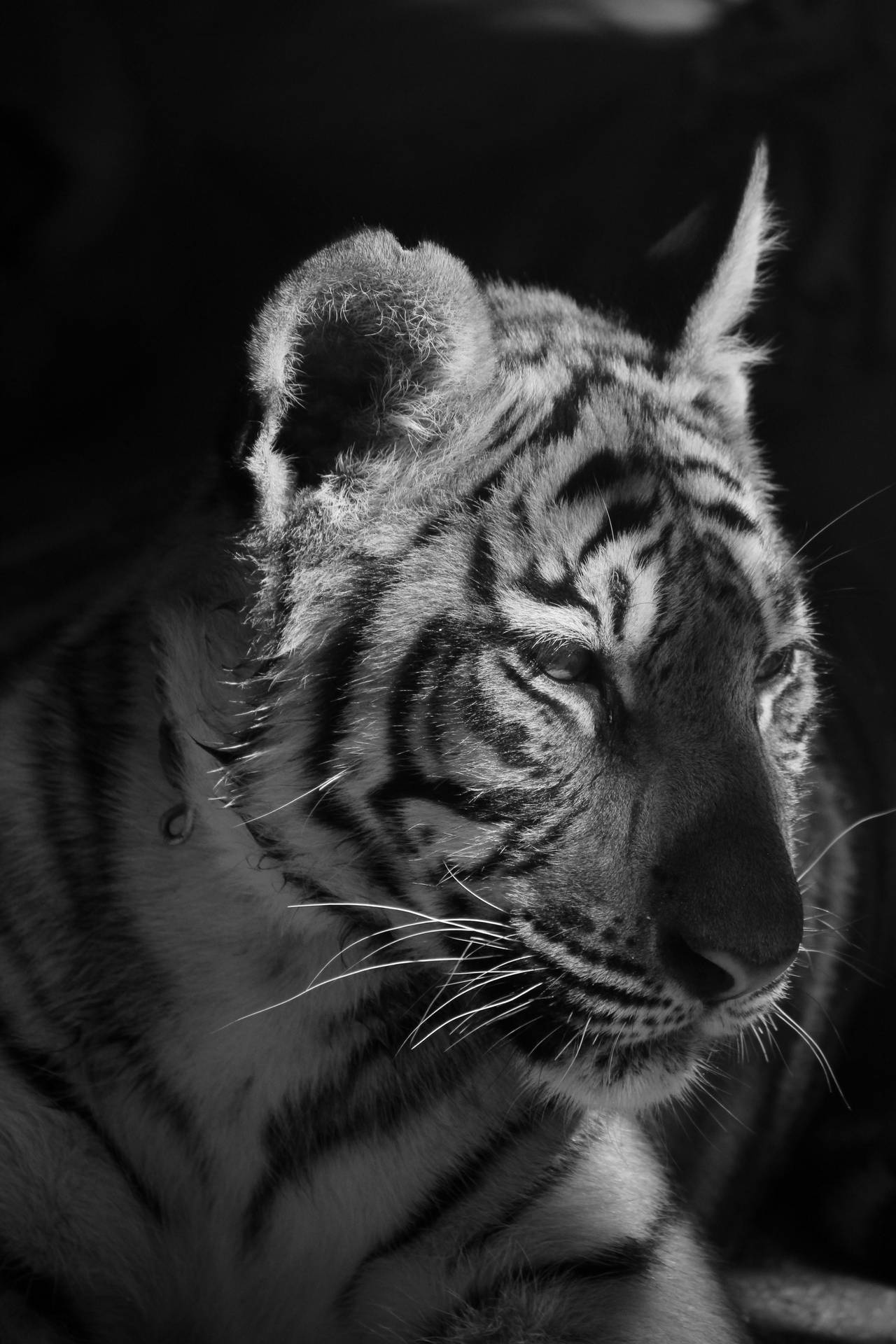 Top Tiger iPhone Wallpaper Full HD 4k To Use
