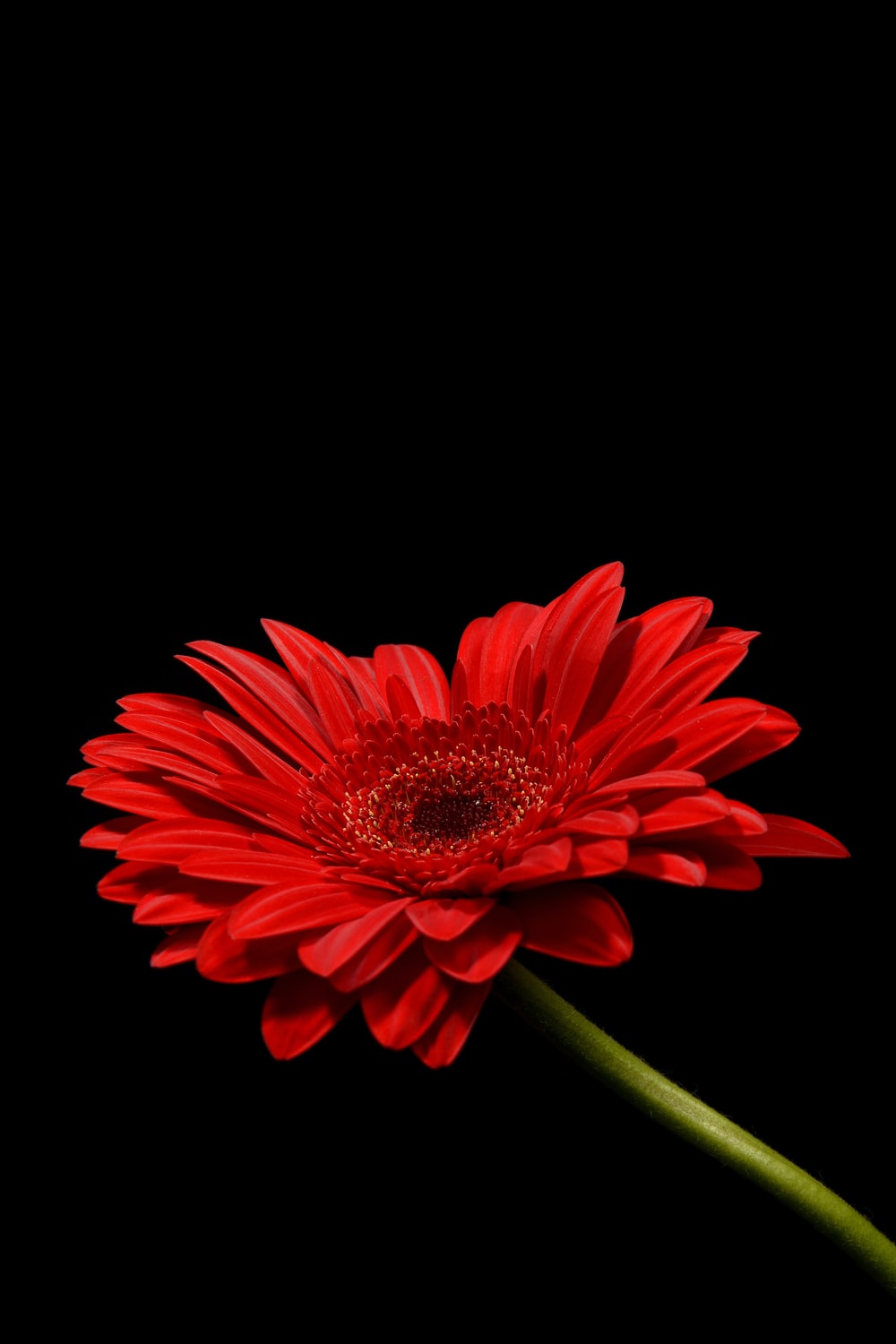 Red Flower Pictures Image