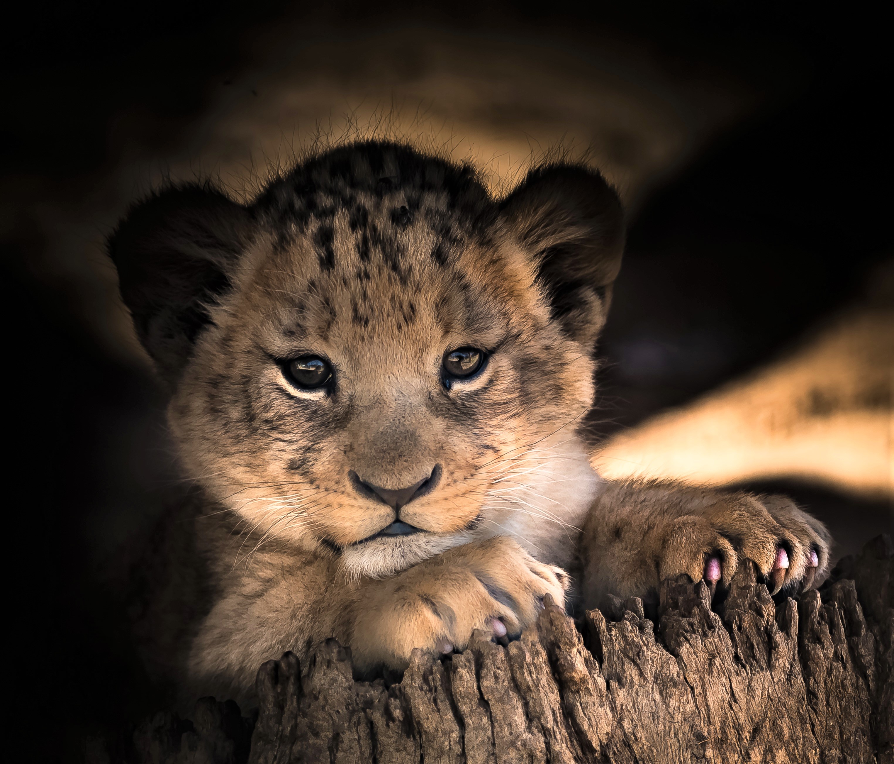 Collection Of Cute Baby Animal Wallpaper Part
