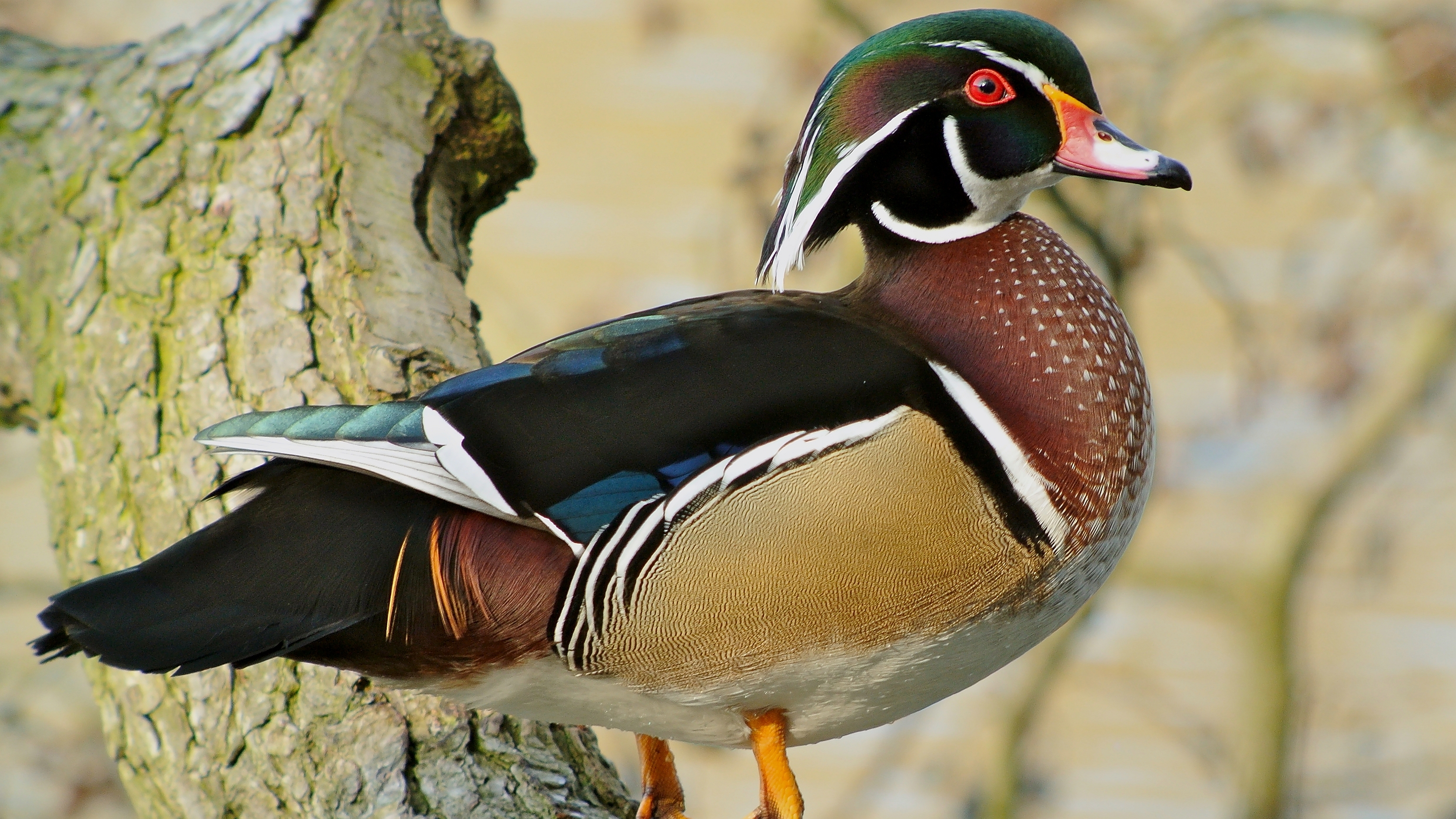 Wood Duck HD Wallpaper Background Image Id