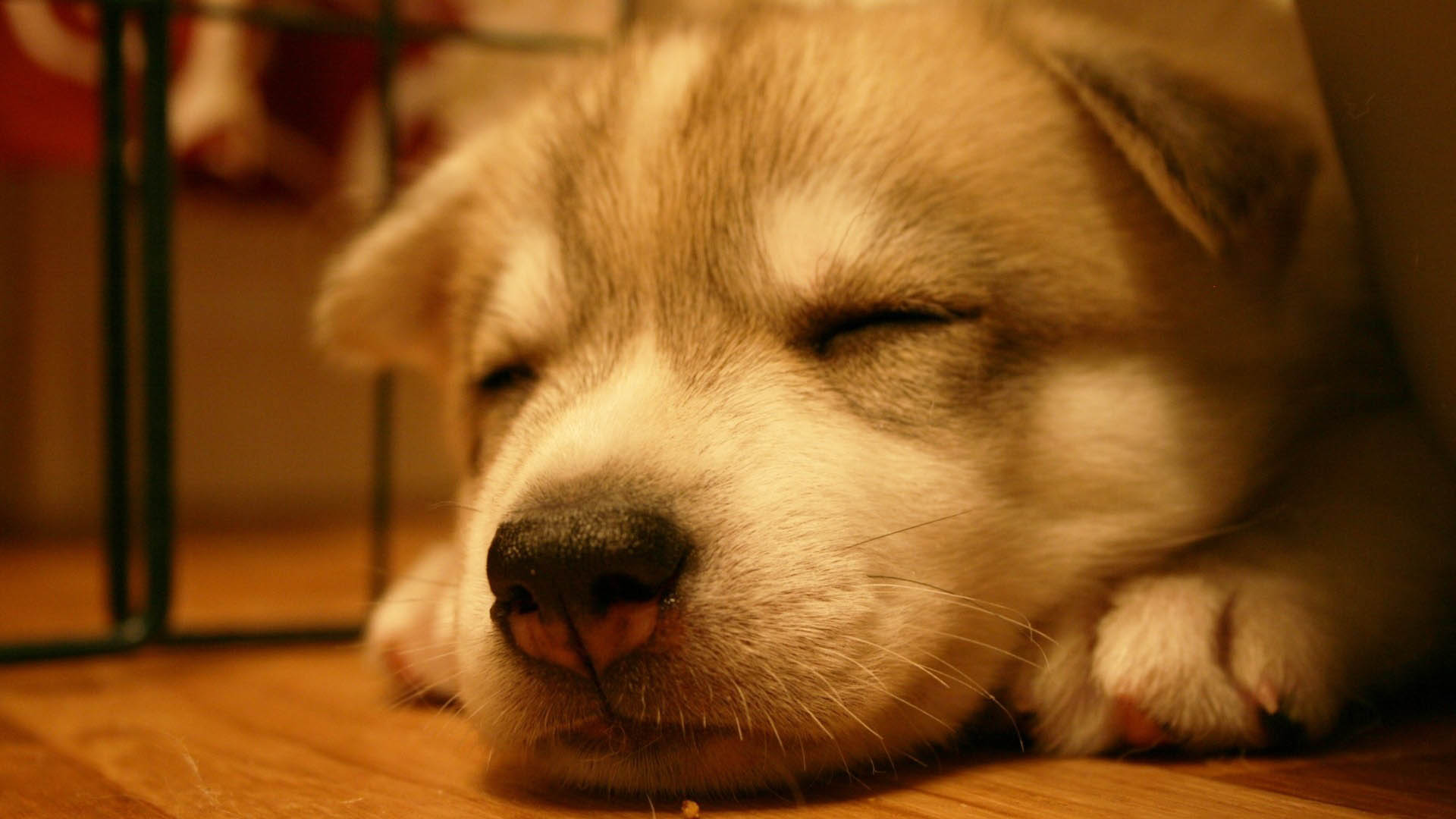 Dog Wallpaper Cute Sleep HD Desktop 4k