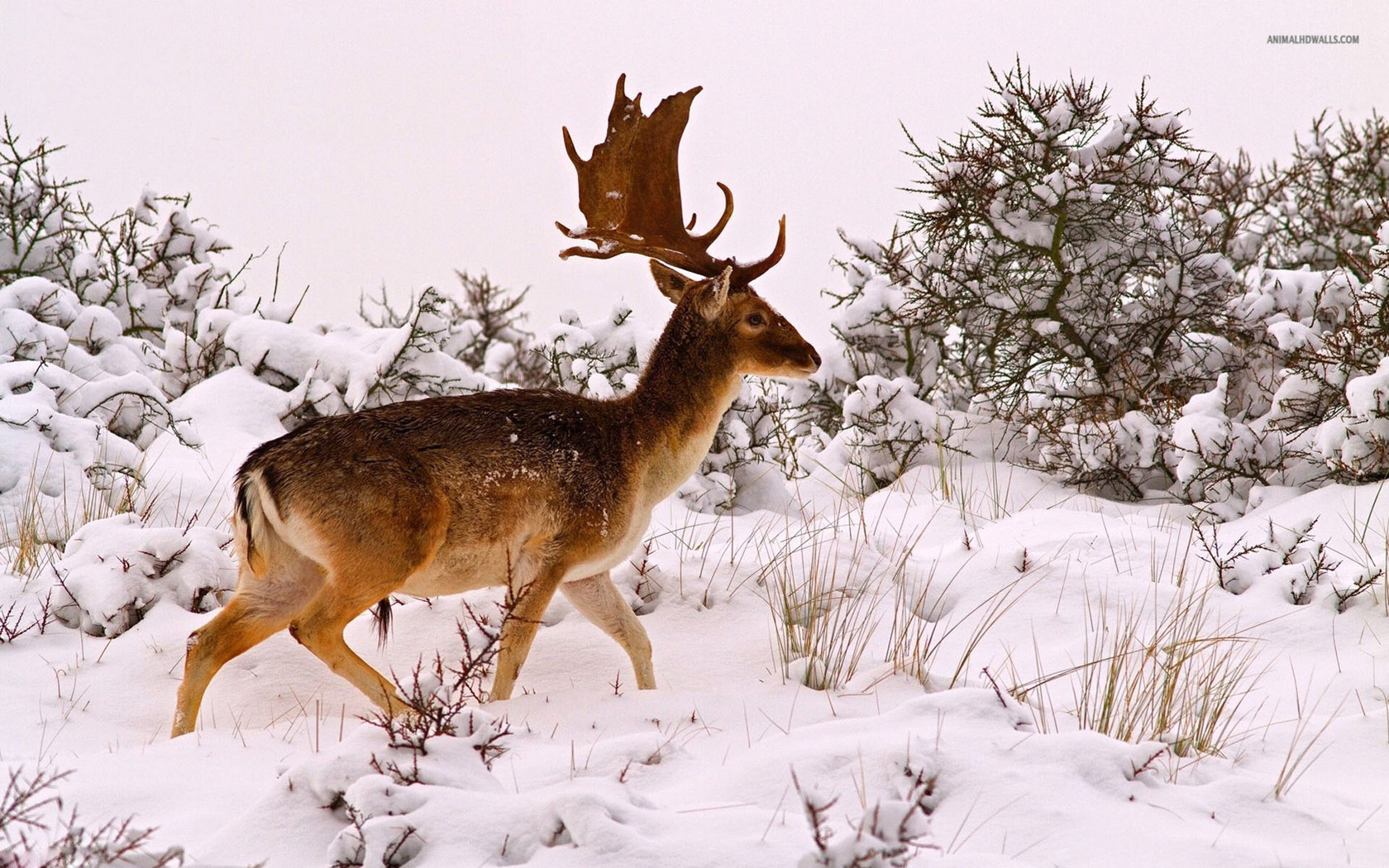 Deer Hd Wallpaper In Winter Pixel Nature