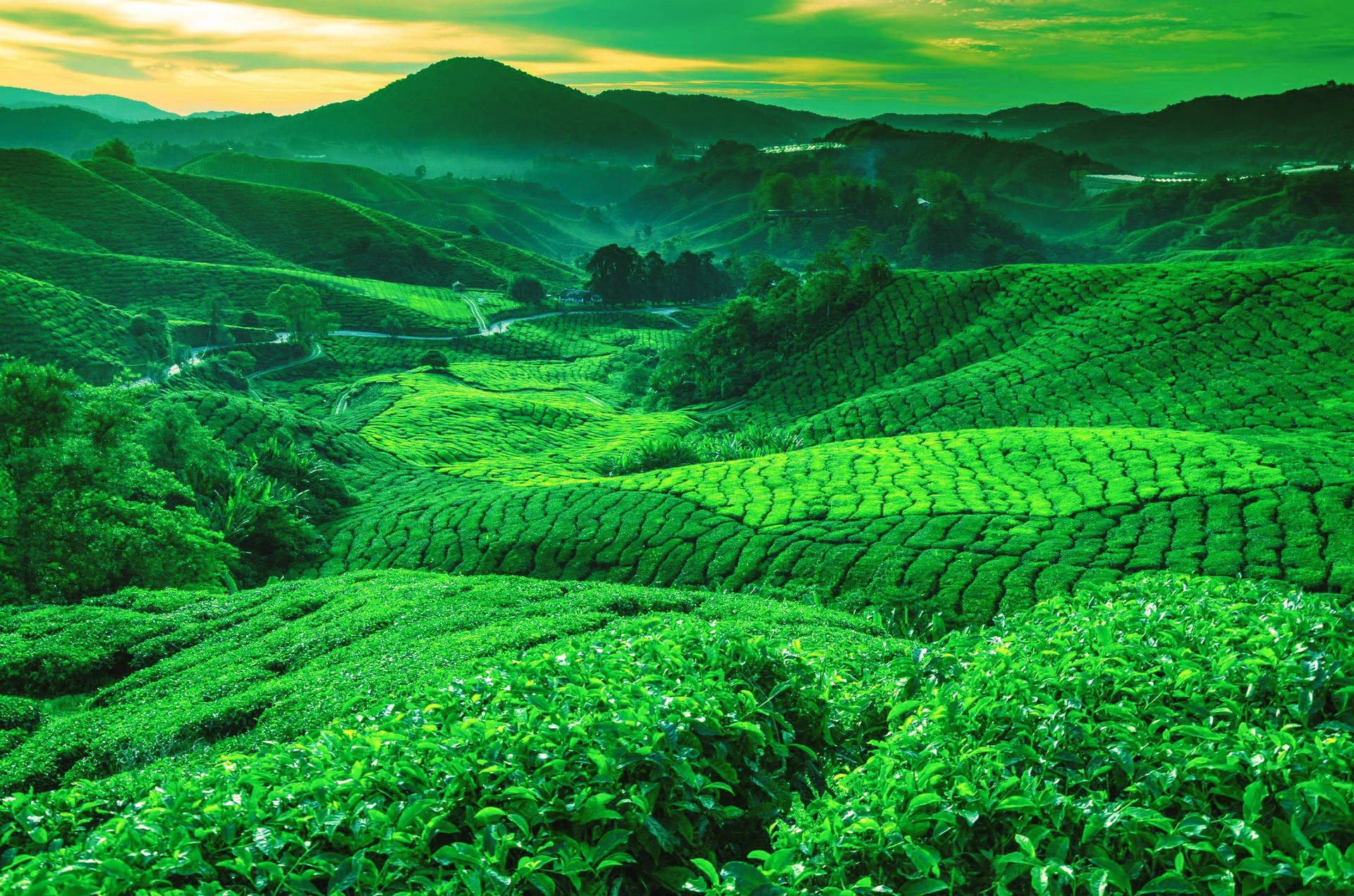 Tea Garden Wallpaper