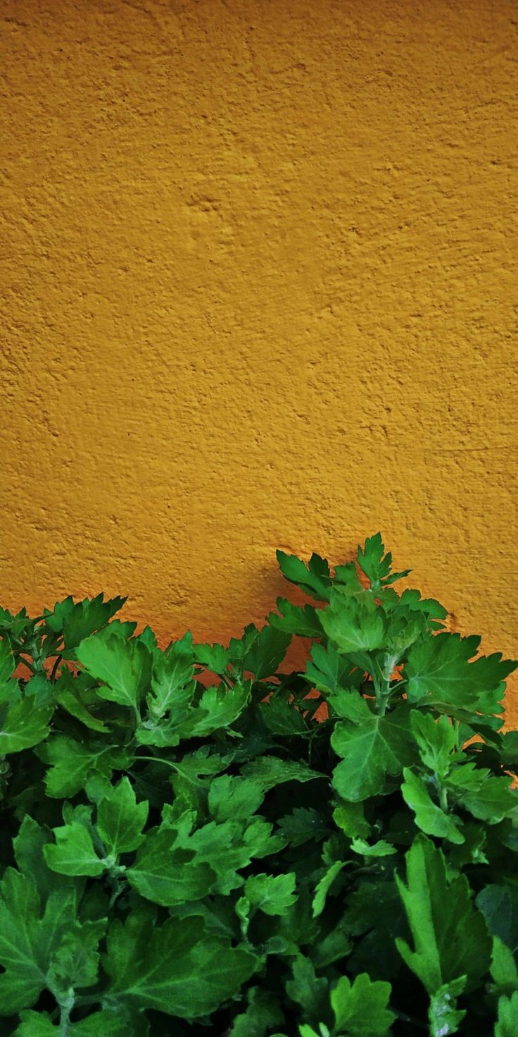 Yellow Herbs Wallpaper Aesthetic