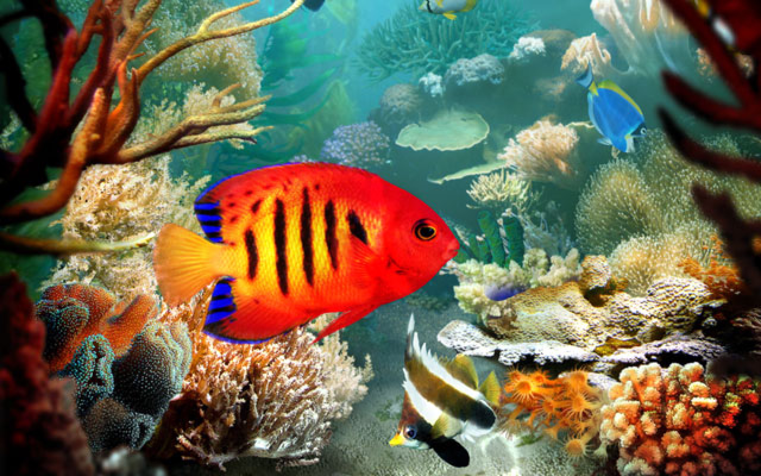 Nocturnal Mirage Image Tropical Fish Wallpaper Photos