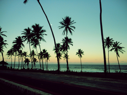 Cali California Beach Ocean Palm Trees Sunset Tree The