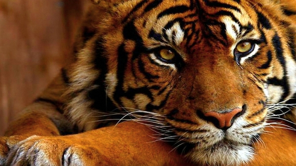 Animals Tigers Wallpaper Tiger Desktop
