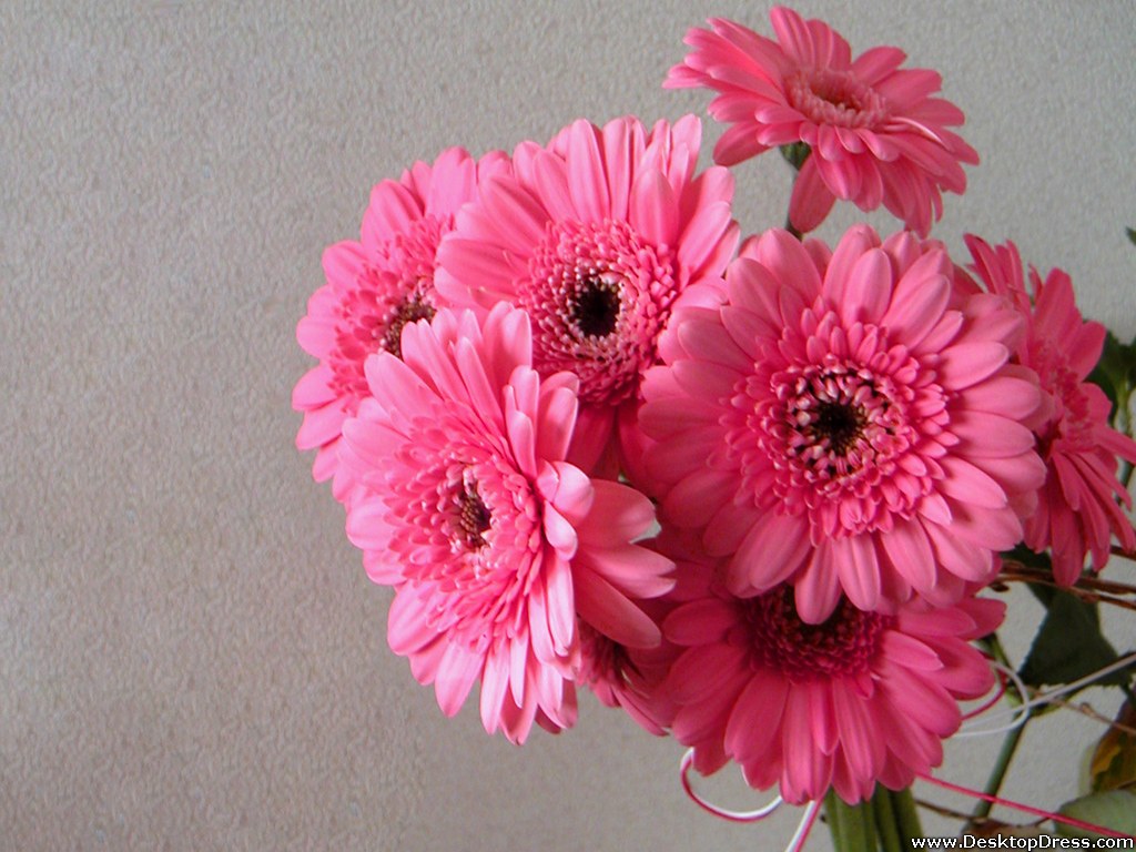 Desktop Wallpapers Flowers Backgrounds Light Pink Gerbera