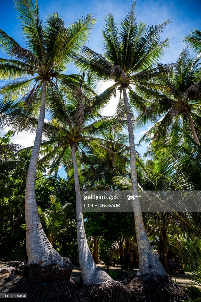 Palm Trees And Blue Sky Background Yap Micronesia High Res Stock