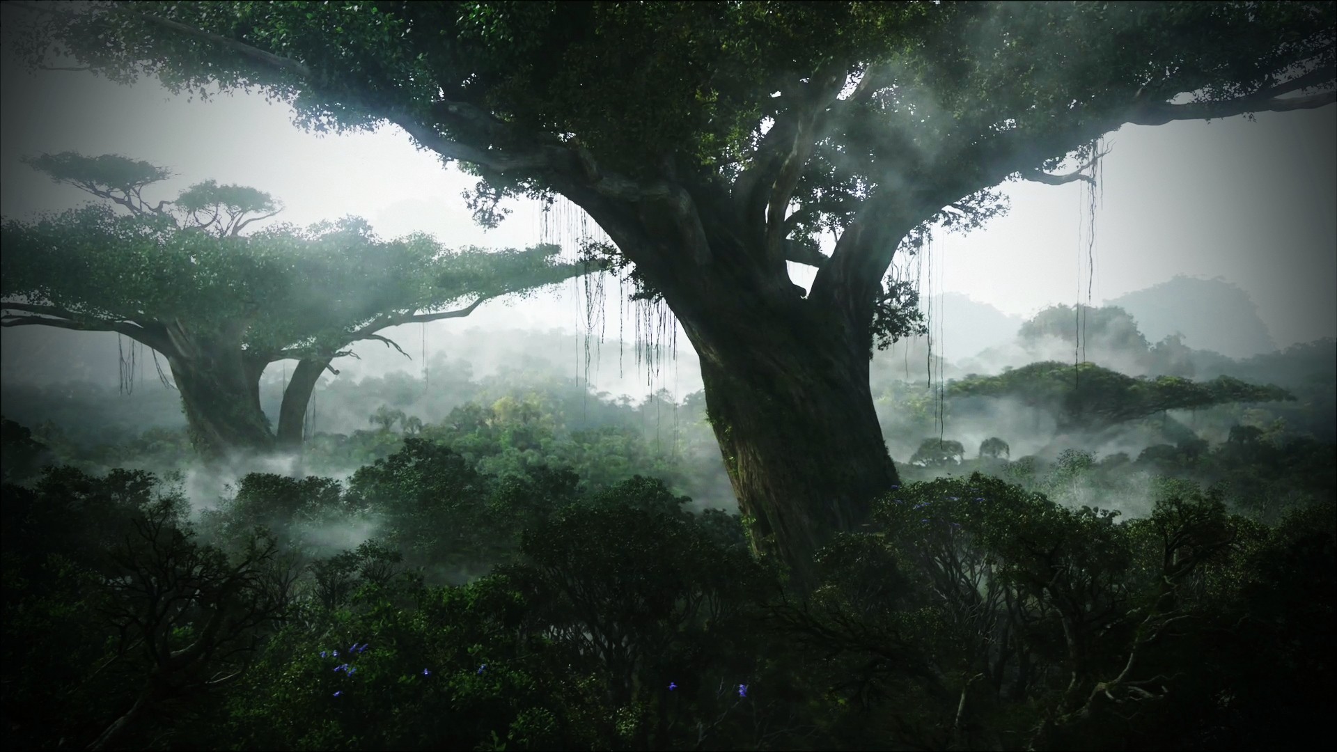 HD Jungle Desktop Background Wallpaper