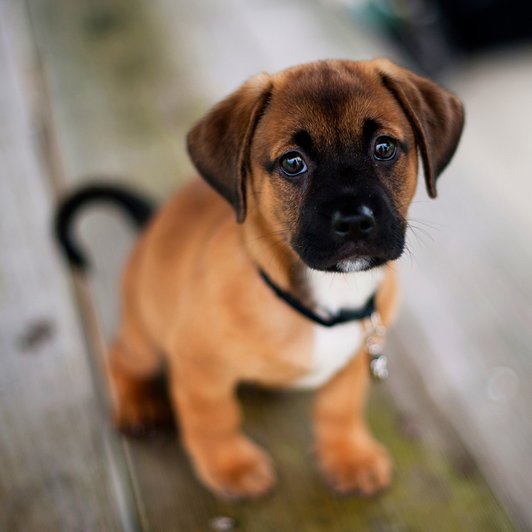 Plan And Prepare Before You Purchase A Puppy Wallpaper