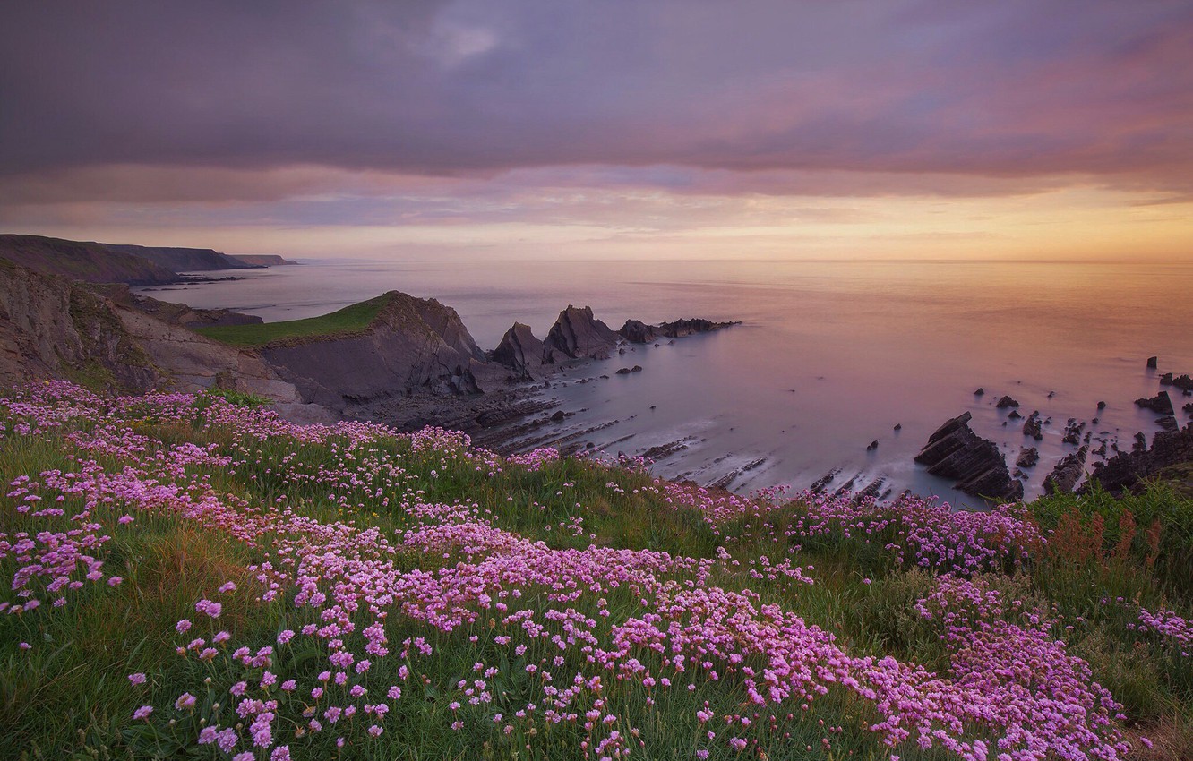 Wallpaper Sea Sunset Flowers Rocks Coast England Devon