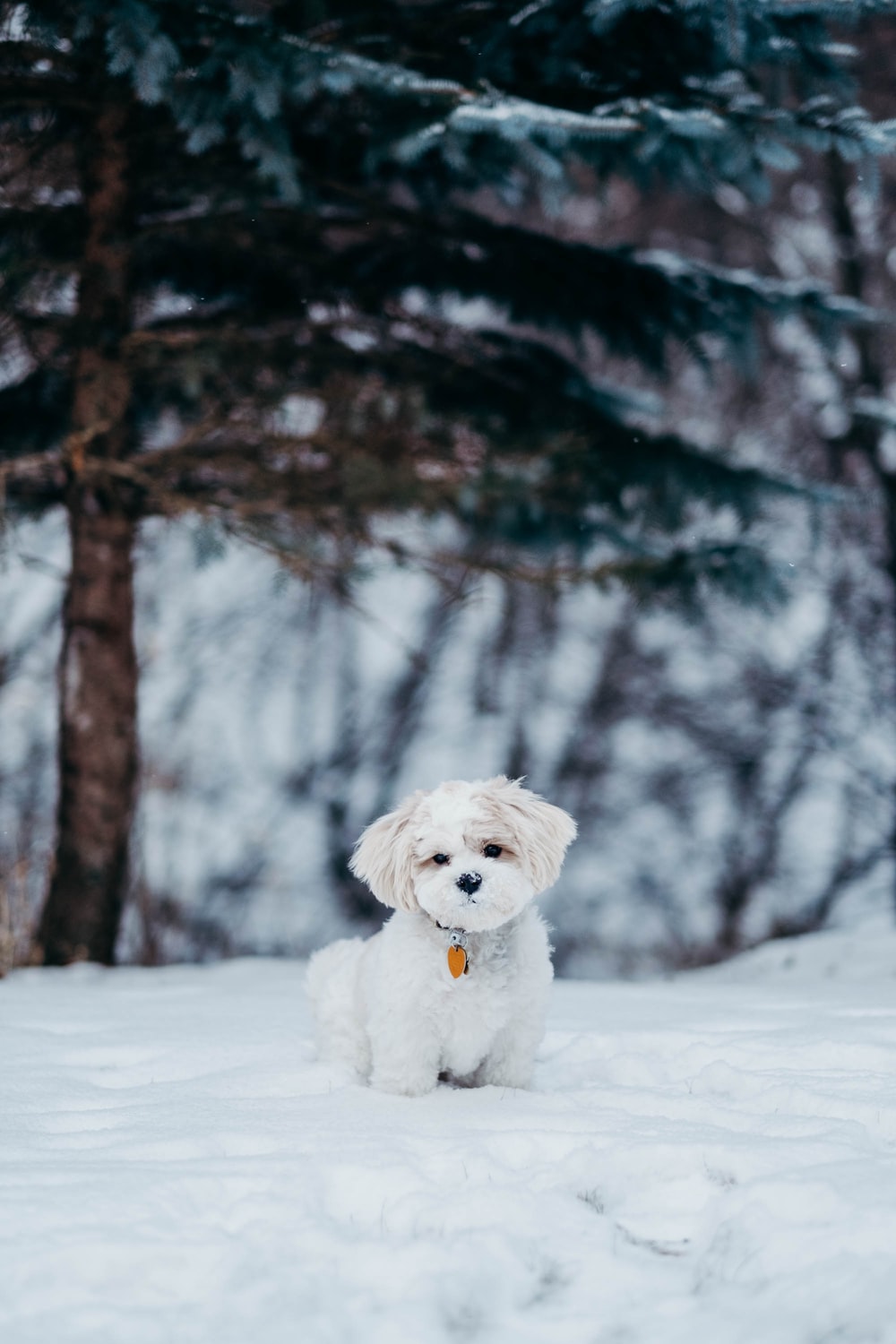 White Dog Standing On Snow Field Beside Tree Photo