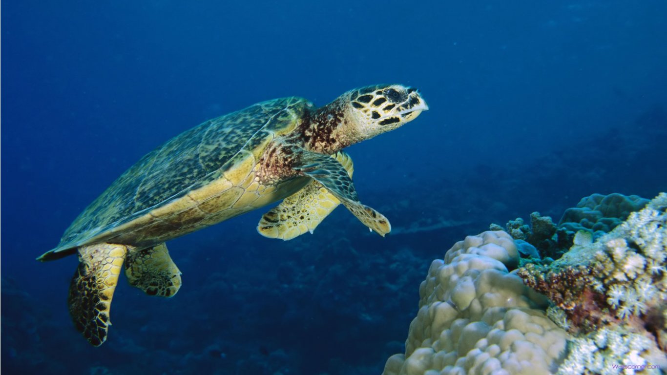 Sea Turtle HD Beauty Underwater Wallpaper