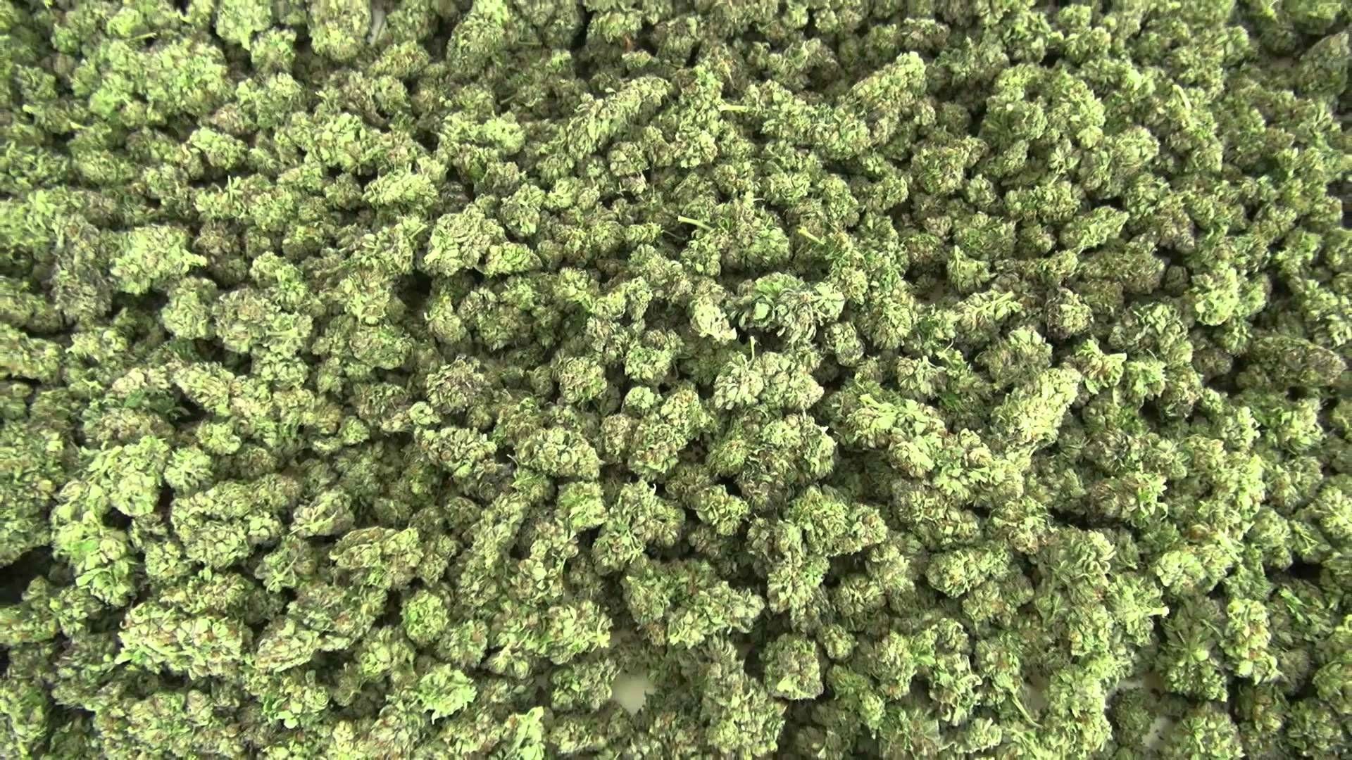 Weedmarijuana Nature Wallpaper Full HD Drugs Landscape