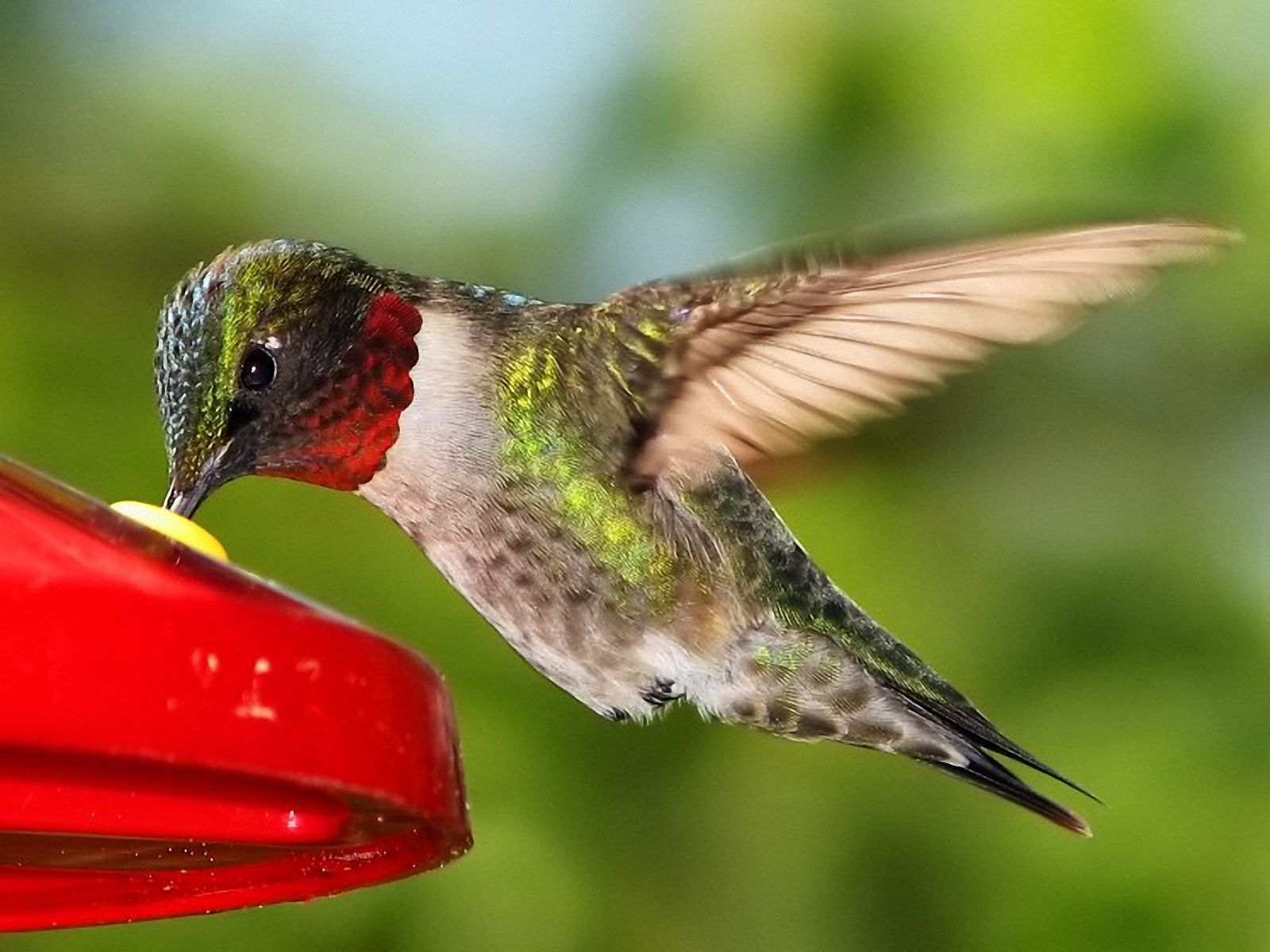Wallpaper Hummingbird Pictures
