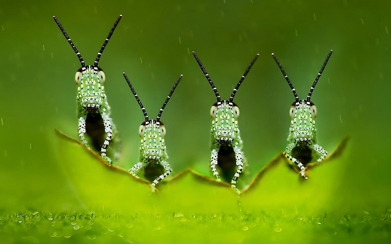 Three Green Insects Four Elements Macro Photography HD