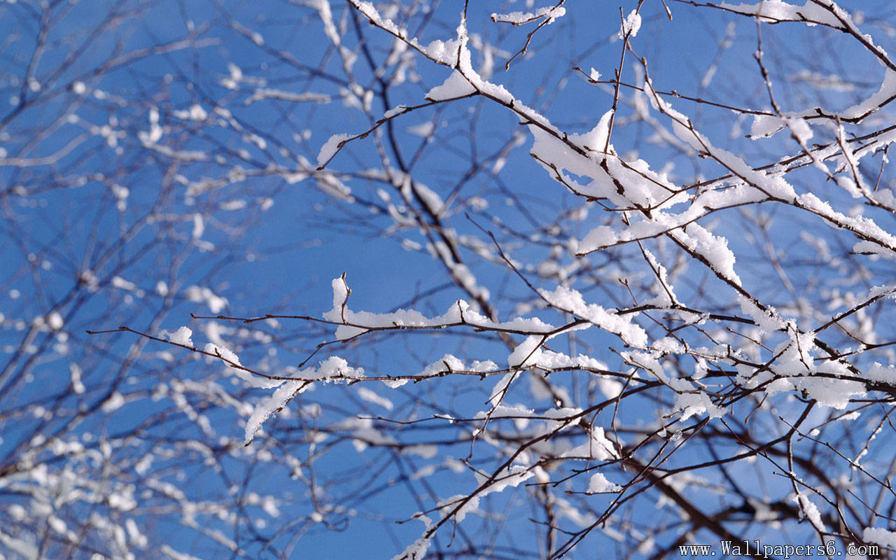 Branch With Snow Landscape Wallpaper
