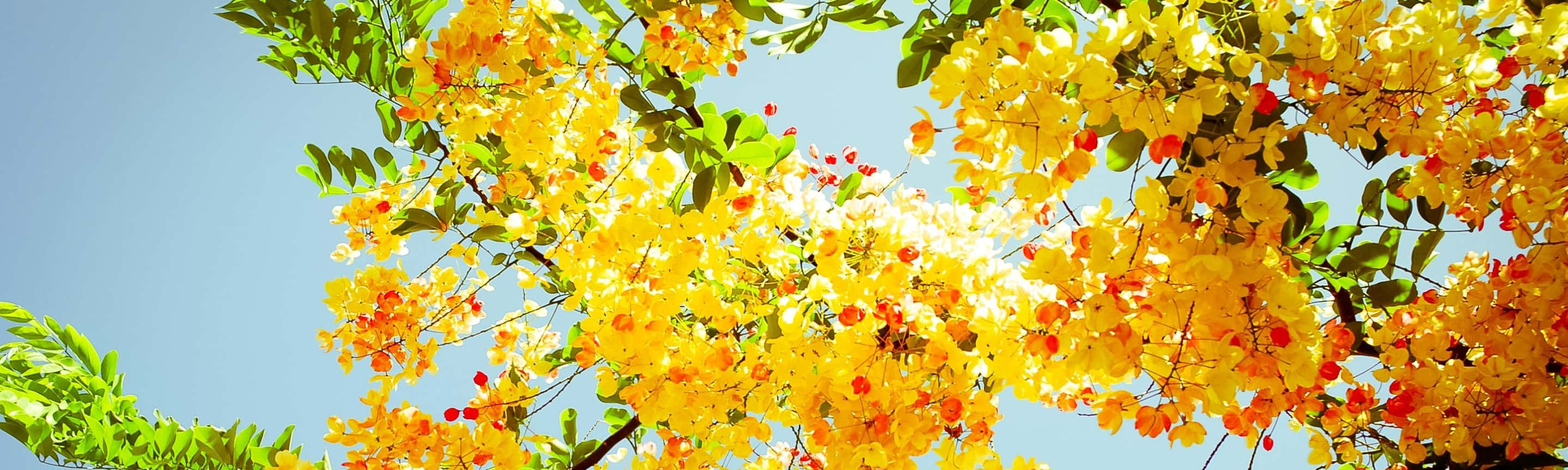 Spring Dual Monitor Wallpaper