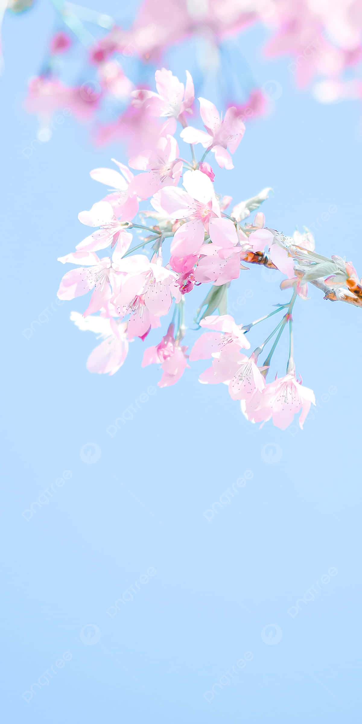 Pink Cherry Blossom Wallpaper