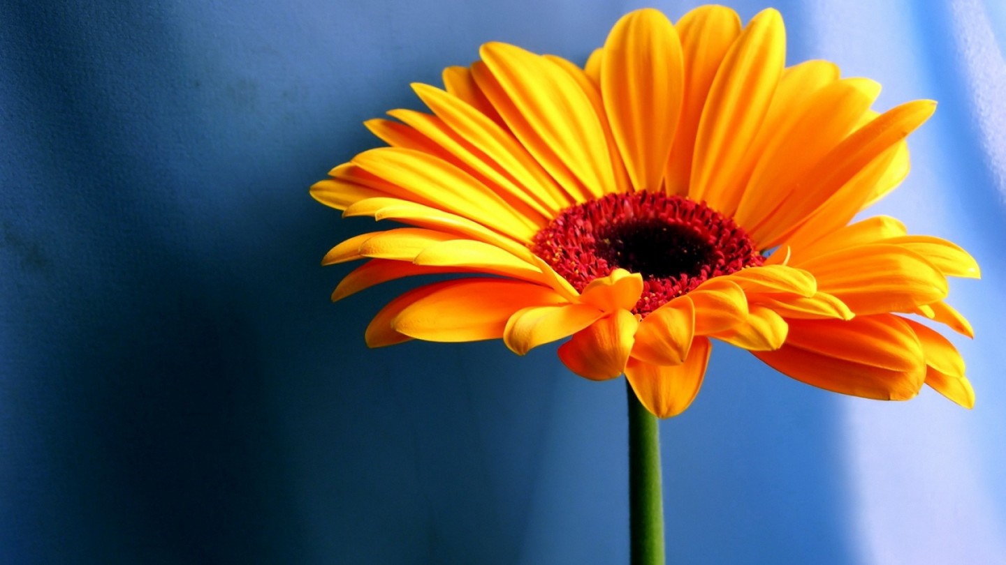 Desktop Wallpaper Background Computer Flowers