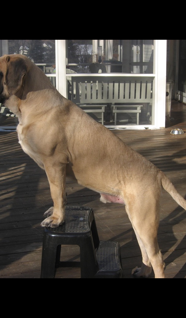 Big Dog Wallpaper