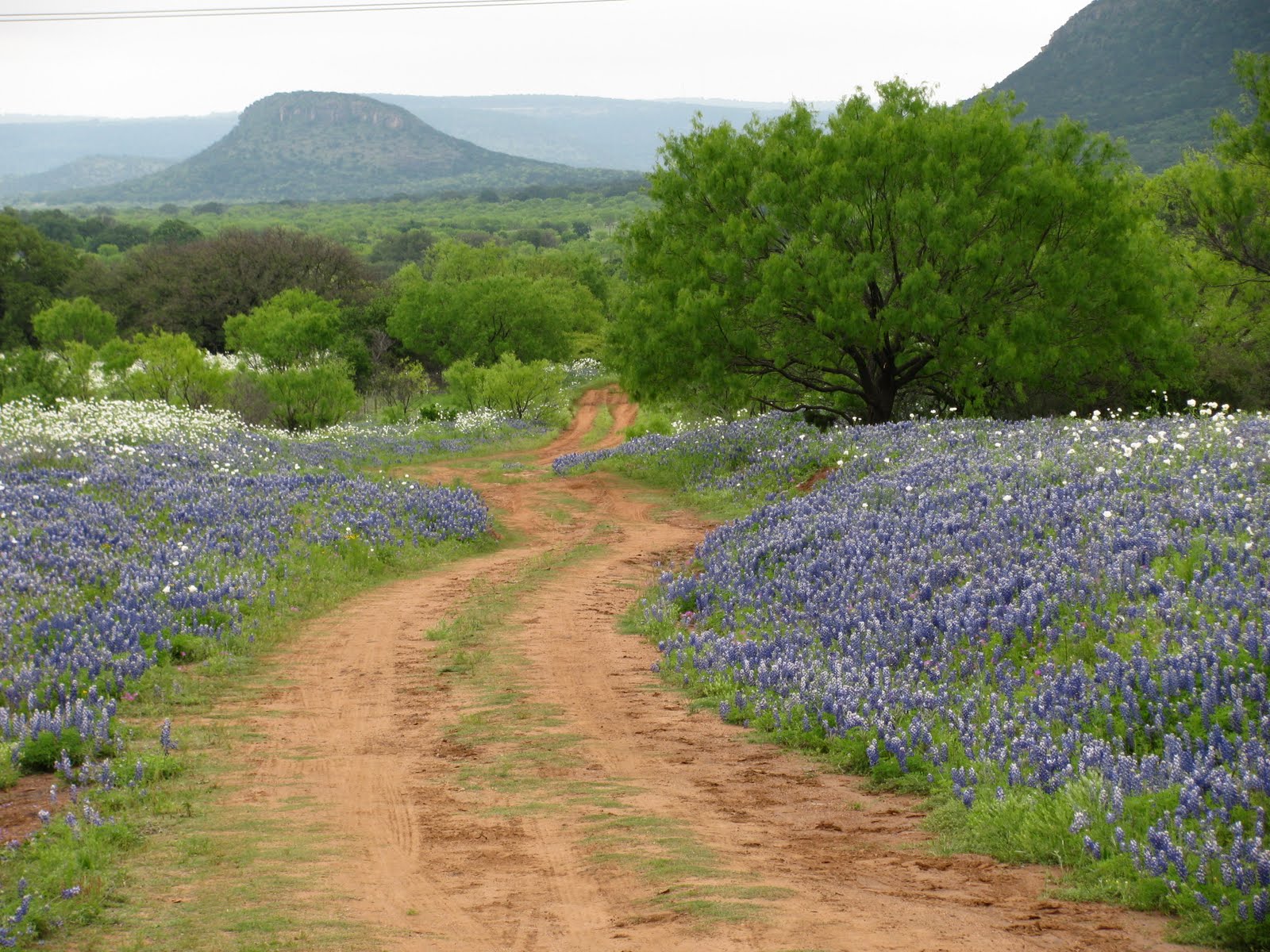 Texas Country Wallpaper Hill
