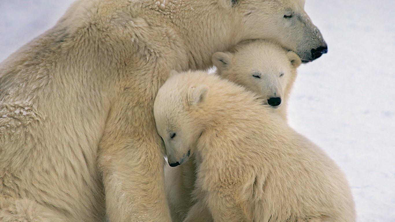 Bing Fotos Polar Bear Mother And Cubs Near Hudson Bay Canada