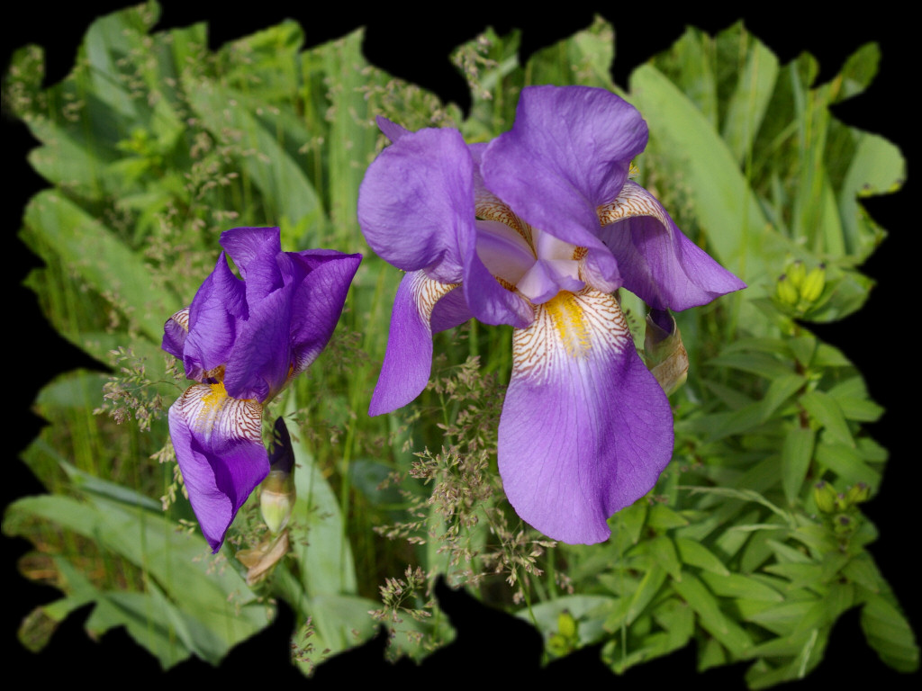 Purple Irises Wallpaper