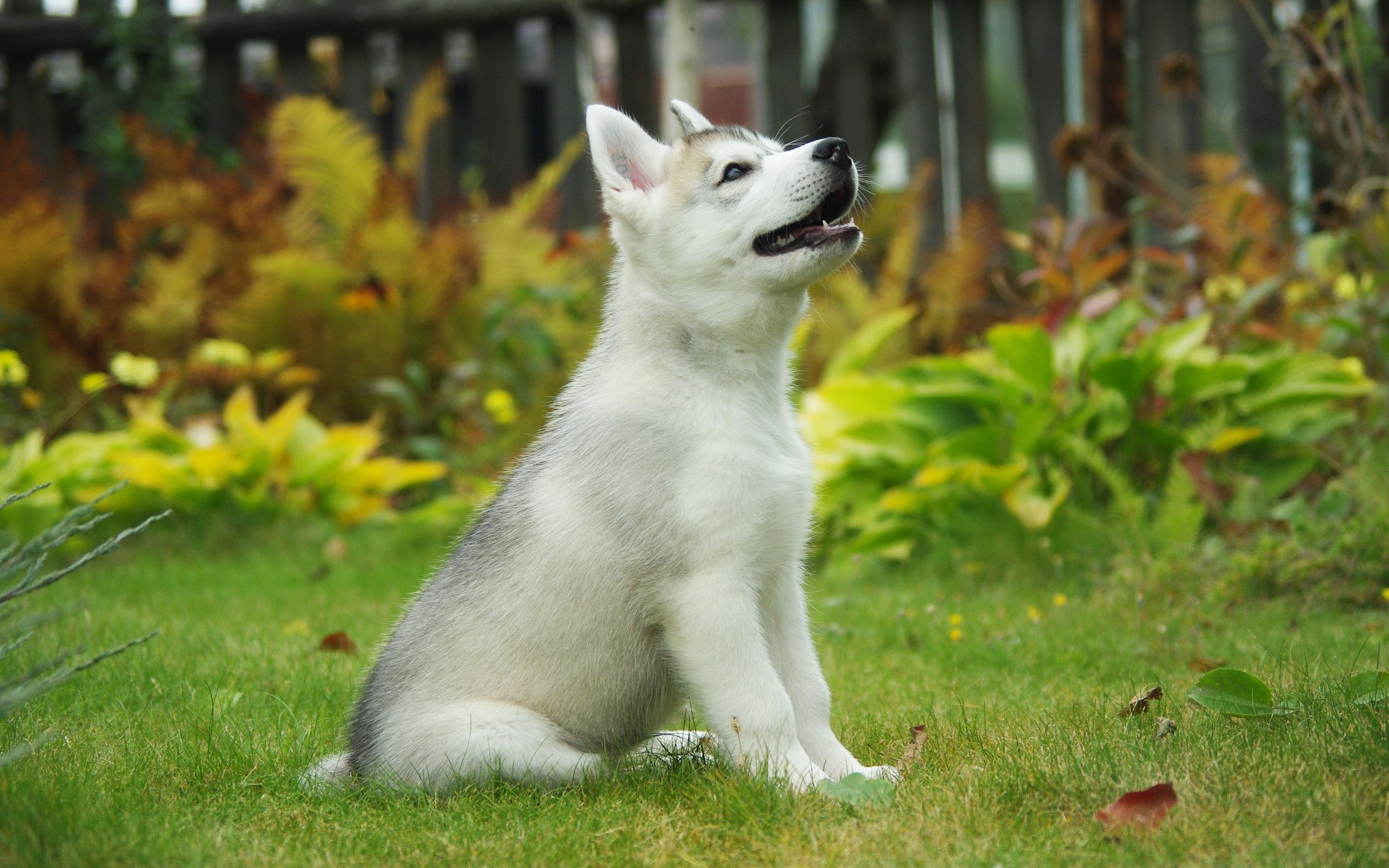 White Siberian Husky Wallpaper And Image Pictures