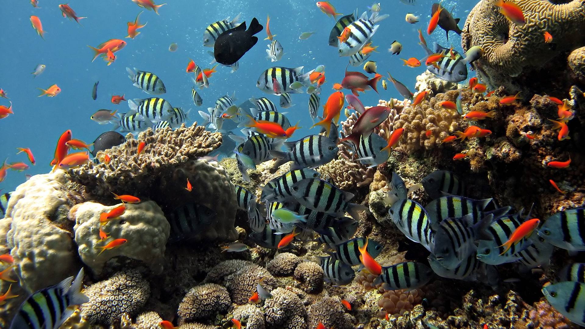 Fish Wallpaper Desktop Coral Bubbles Underwater Image Theme